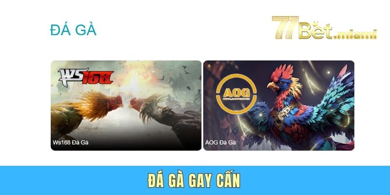 Đá gà gay cấn